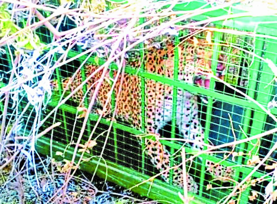 female panther imprisoned in cage