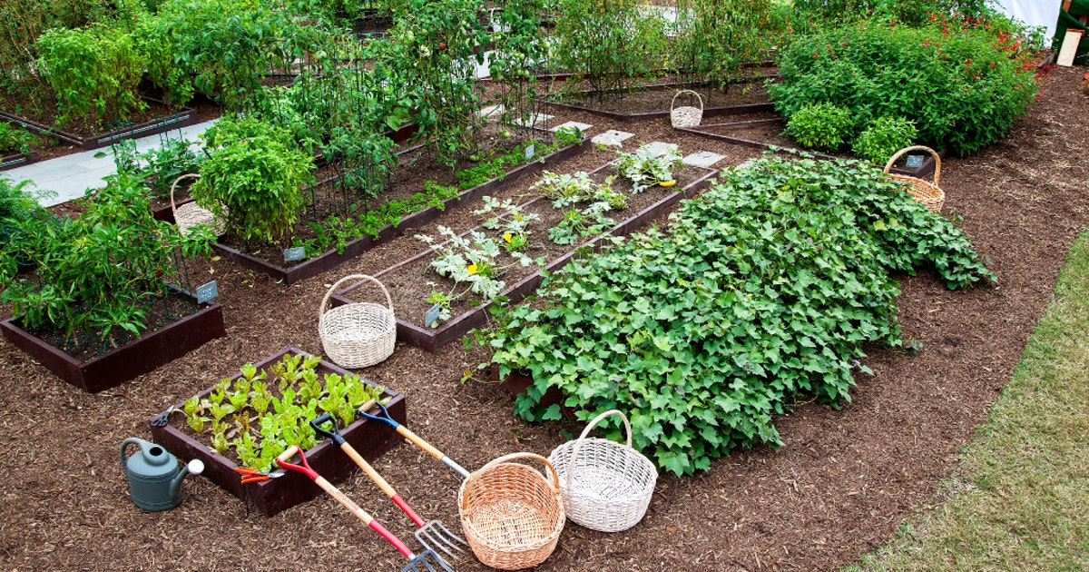 अब स्कूलों में होंगे किचन गार्डन