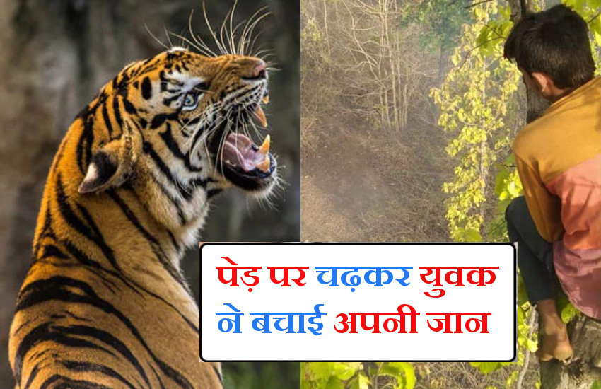 tiger-attack-in-pilibhit.jpg