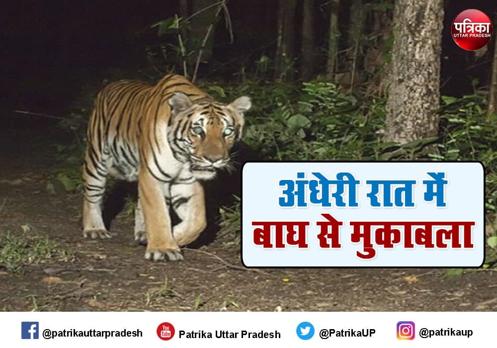 when tiger attack on three friends in pilibhit 