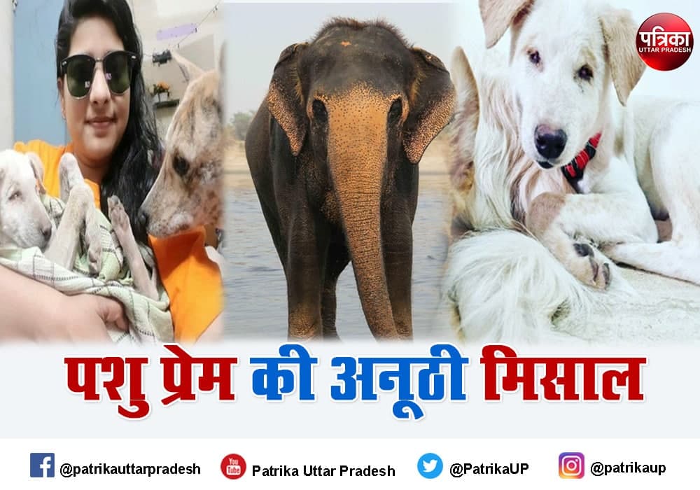 Animal Love story Jhansi street dog Sheri and Agra elephant Neena