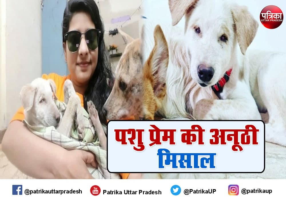 Dog Sheri treatment in America take care by animal activist of Jhansi