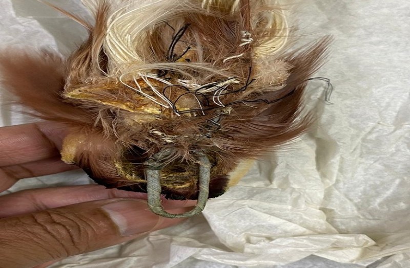 Bird smuggling: सोने के बाद अब देश में हो रही है बर्ड तस्करी