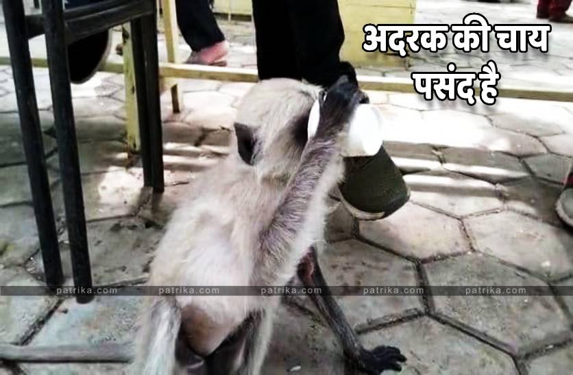 indore zoo monkey