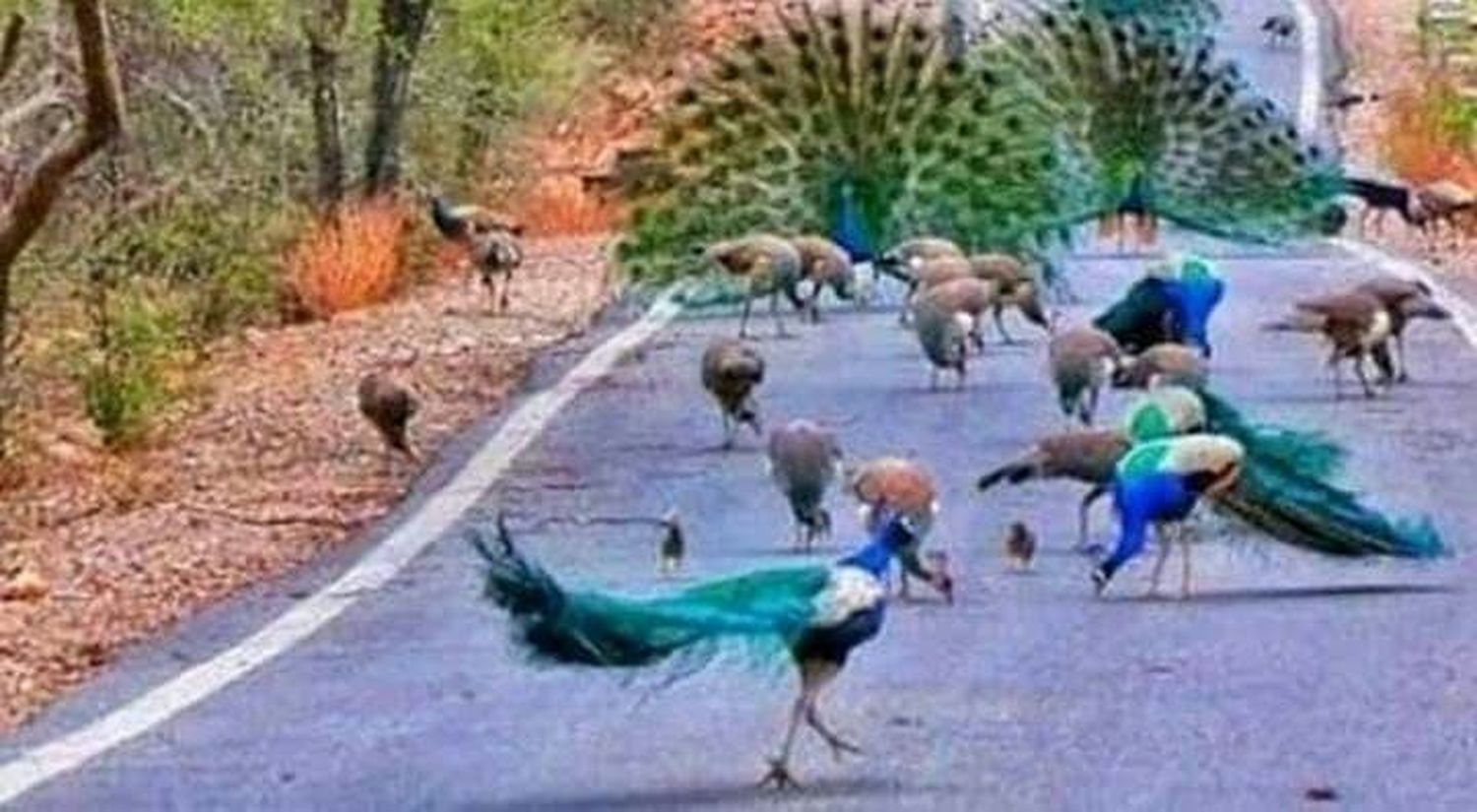 वन्यजीव प्रेमियों ने दी सुरक्षा, बढ़ रहा राष्ट्रीय पक्षी का कुनबा