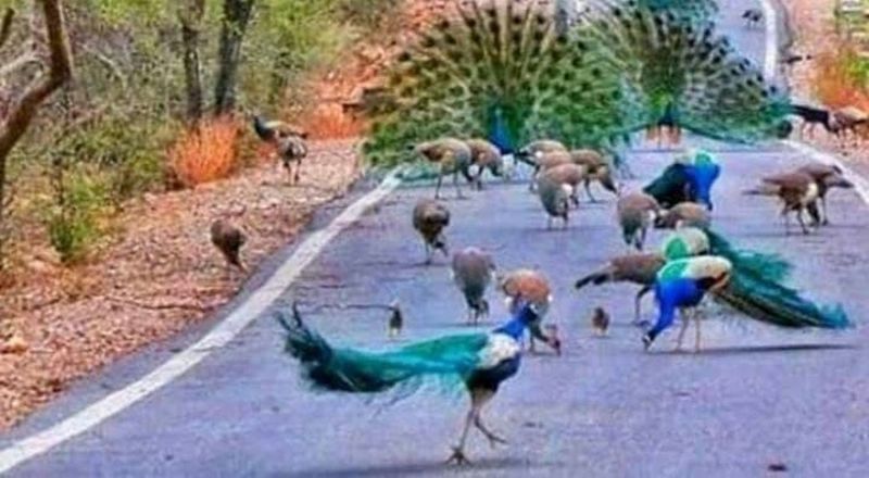 वन्यजीव प्रेमियों ने दी सुरक्षा, बढ़ रहा राष्ट्रीय पक्षी का कुनबा