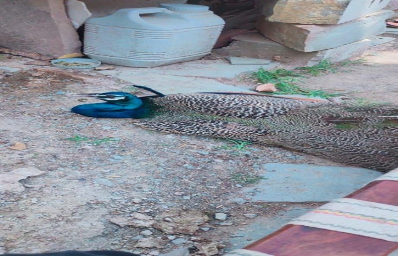 दर्जन मोरों ने दम तोड़ा, बर्ड फ्लू की आशंका