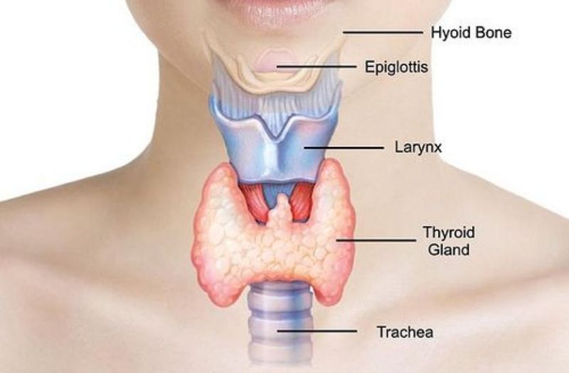 Thyroid