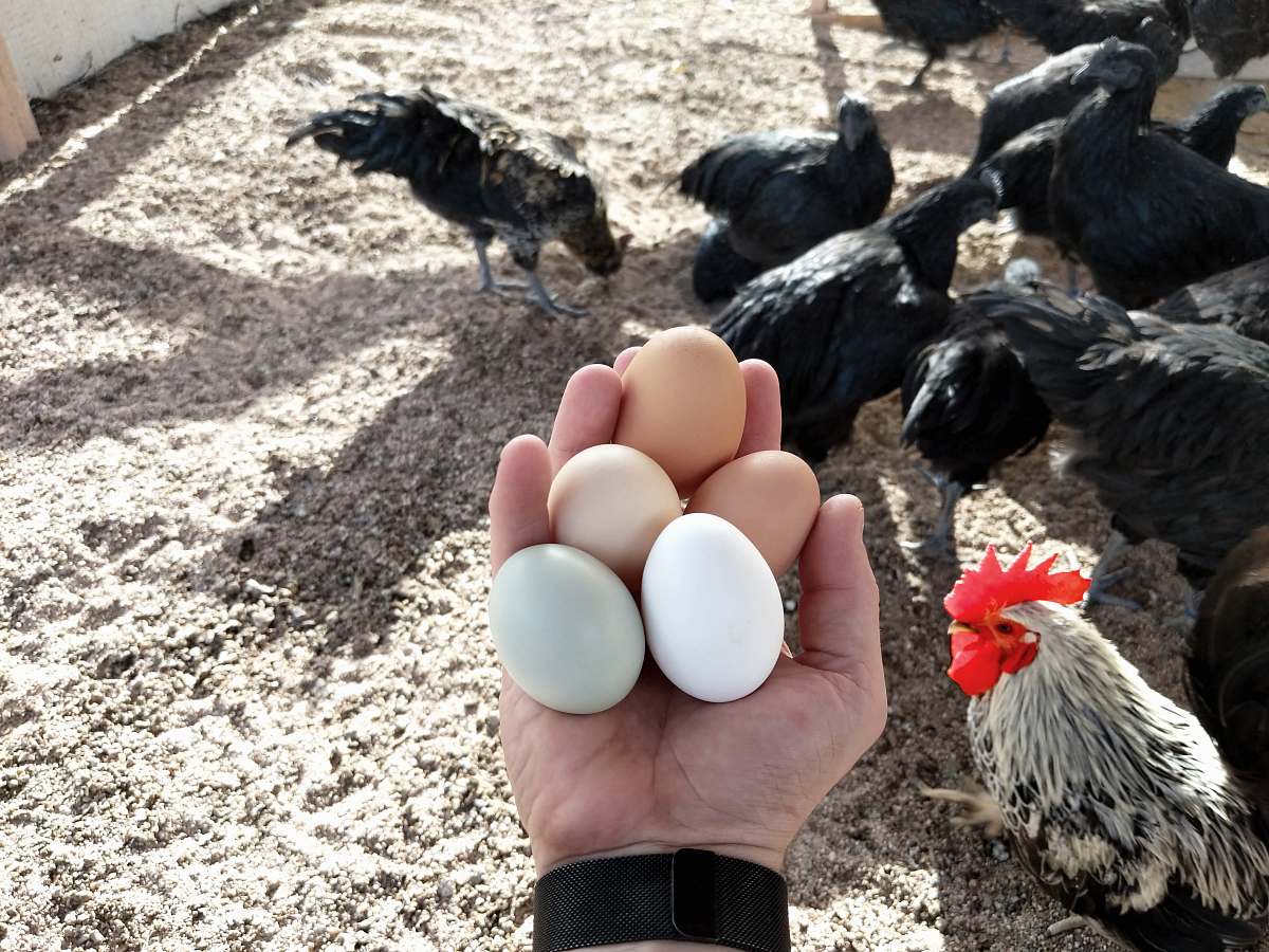 Soaring prices of Eggs and chicken, expected to increase