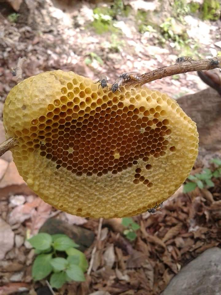 पौष्टिक शहद को तरसा गईं मधुमक्खियां