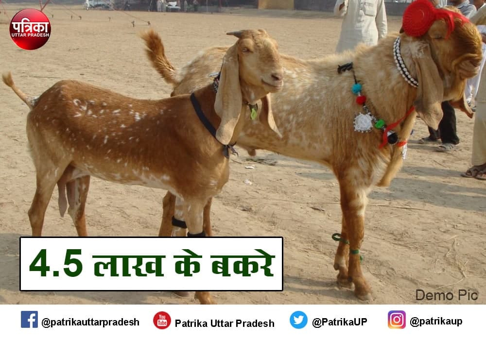   Eid al Adha 2021 two goat sold on price of 4 lakh 50 thousand 
