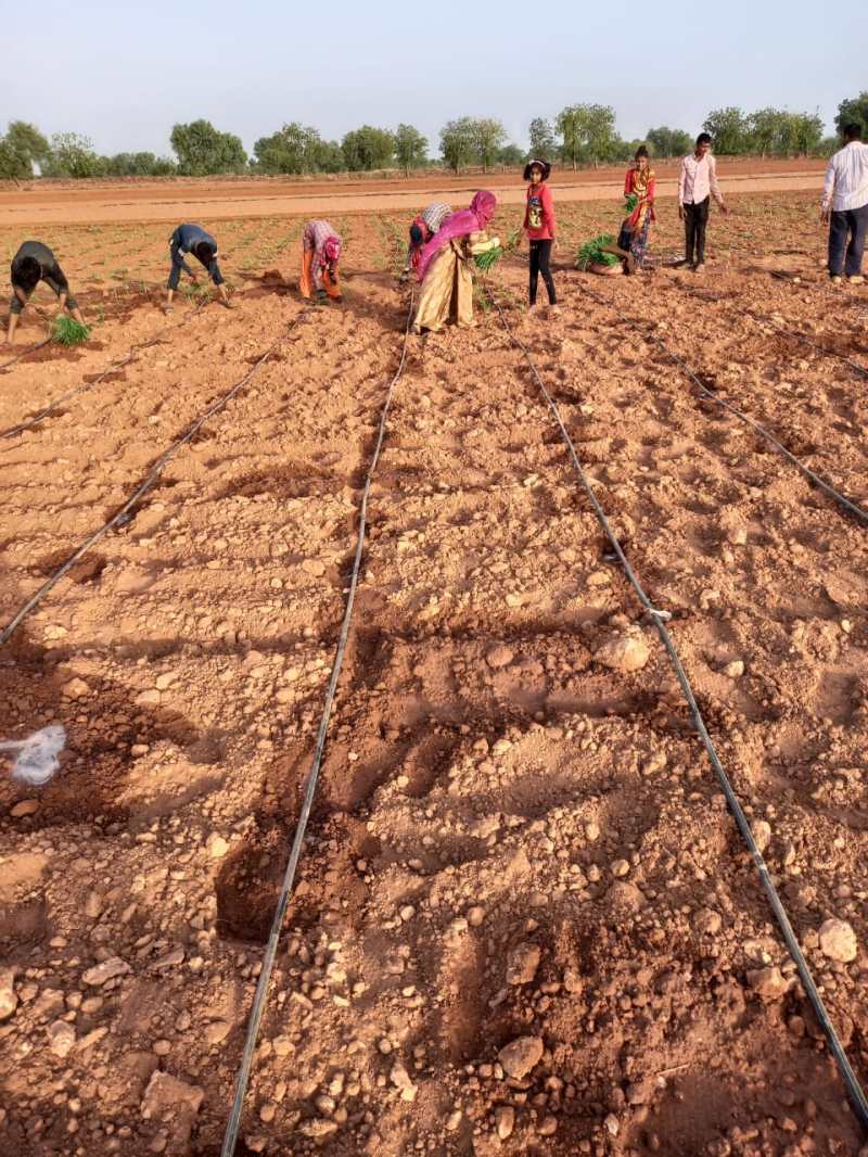 मानसून की आंख मिचौली से किसान मायूस