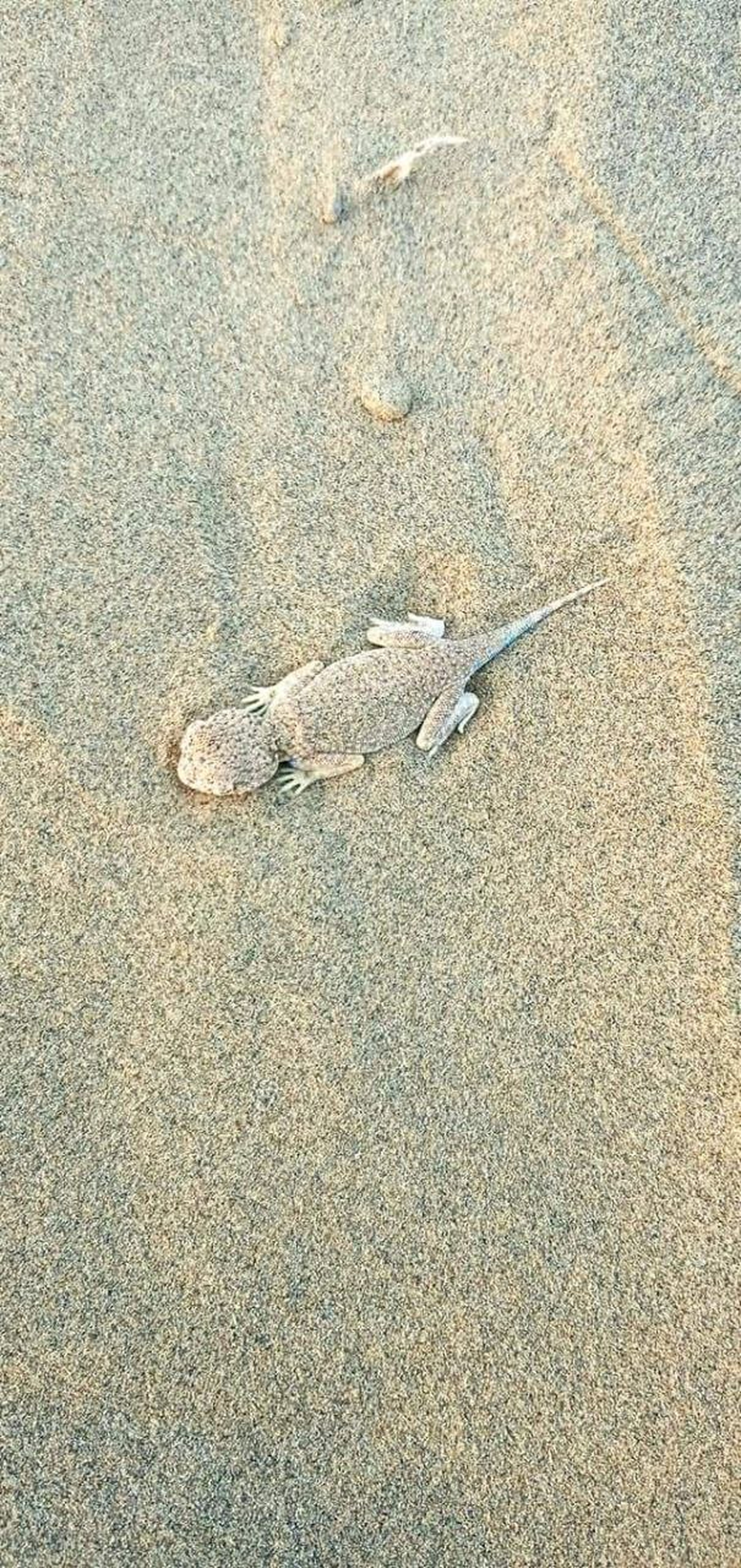 रेत के समंदर के बीच छिपा मरुस्थलीय जीवों का छलावरण