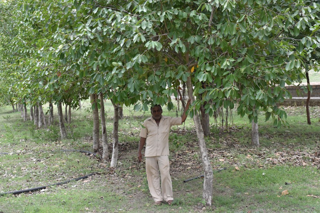 Gujarat: तीन दोस्तों ने मिलकर अपने गांव में लगाए 3 हजार पेड़, आज पूरे गांव में हरियाली