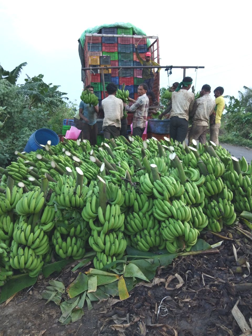 Banana supply gained momentum in Unlock, sweetness of Burhanpur Banana in Jammu and Kashmir and UP