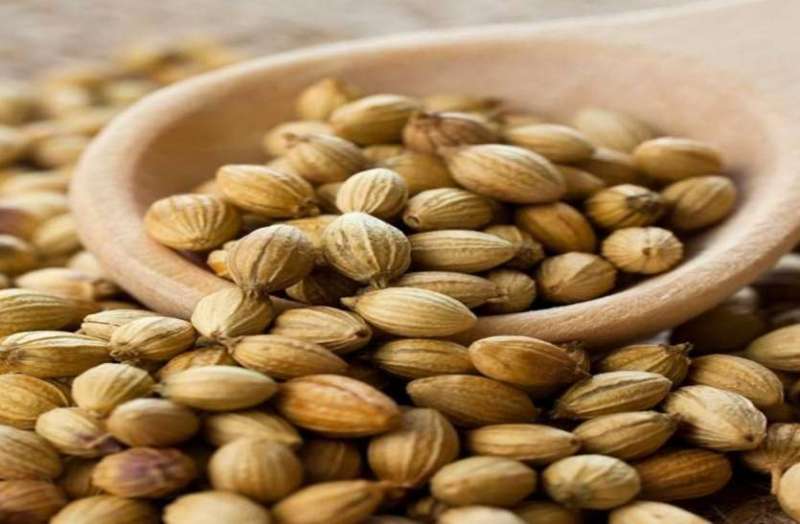 Side effects of coriander seeds