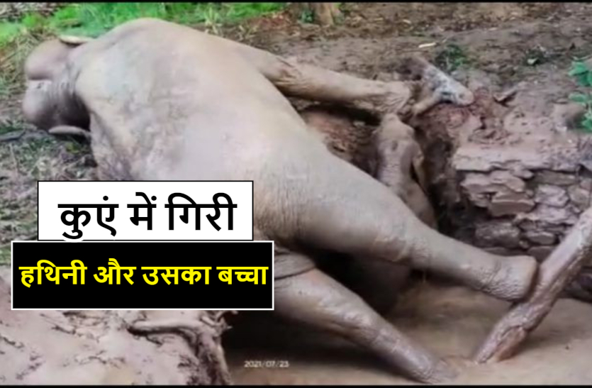 elephant_rescue_news_in_jashpur.jpg