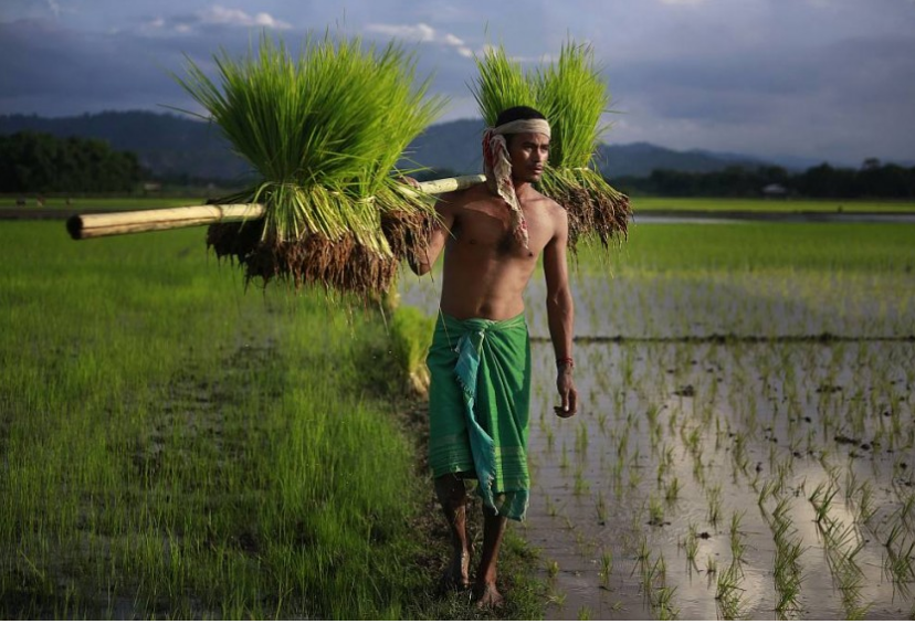 agri export