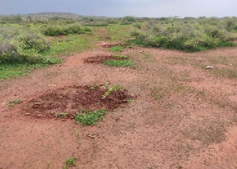 वन विभाग लगाएगा 11 हजार पौधे