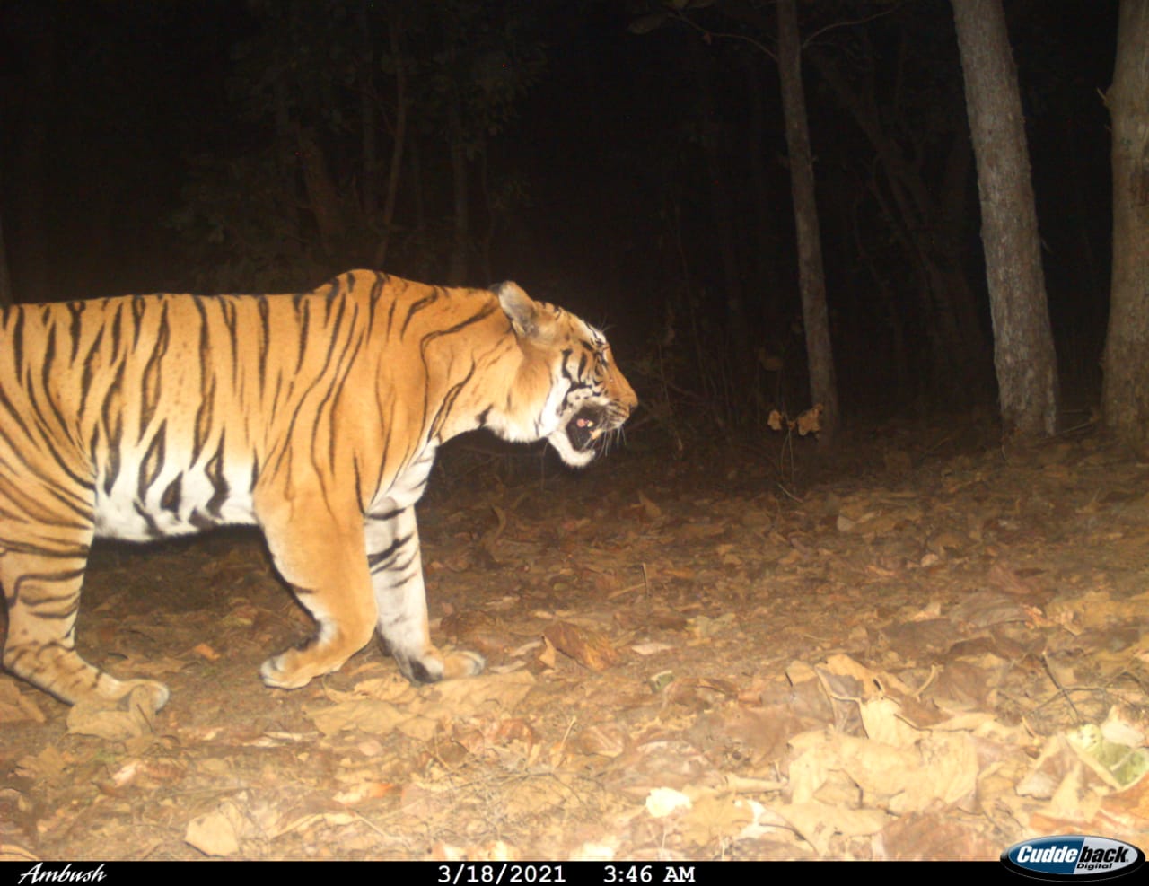टी-7 की जीवटता इतनी की शिकारियों को मात देकर कर रहा जंगल में राज