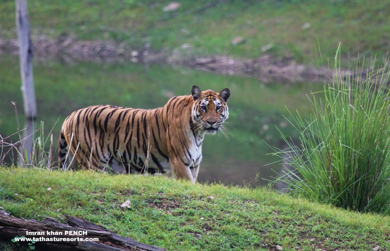पेंच के कोर, बफर के बाद क्षेत्रीय जंगल से अब गांवों की ओर बढ़ रहा बाघों का पदचाप