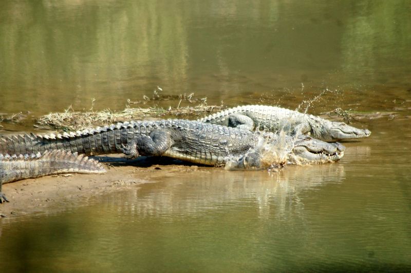 Crocodiles laid eggs