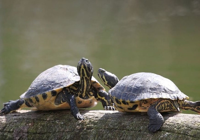 Kachchua Sanctury closed and denotified by central government