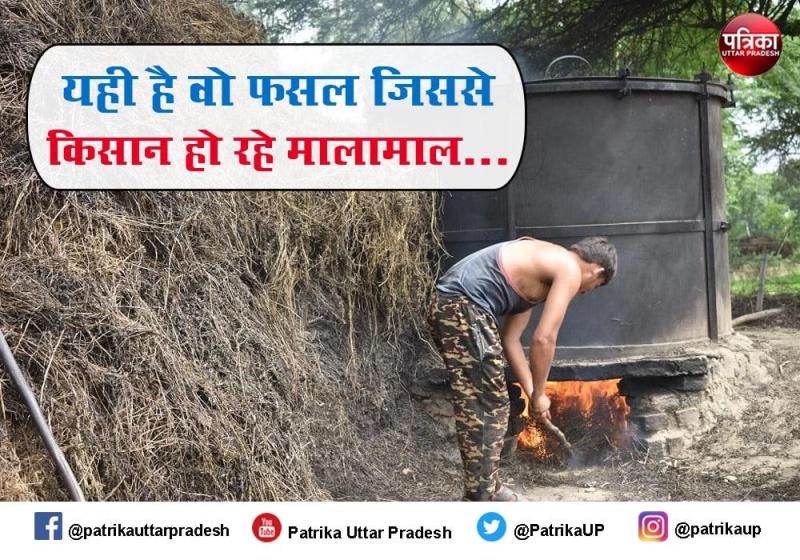 समय पूर्व बारिश से यूपी के मेंथा किसान बर्बाद, एक बीघे में दस किलो तेल निकलना मुश्किल