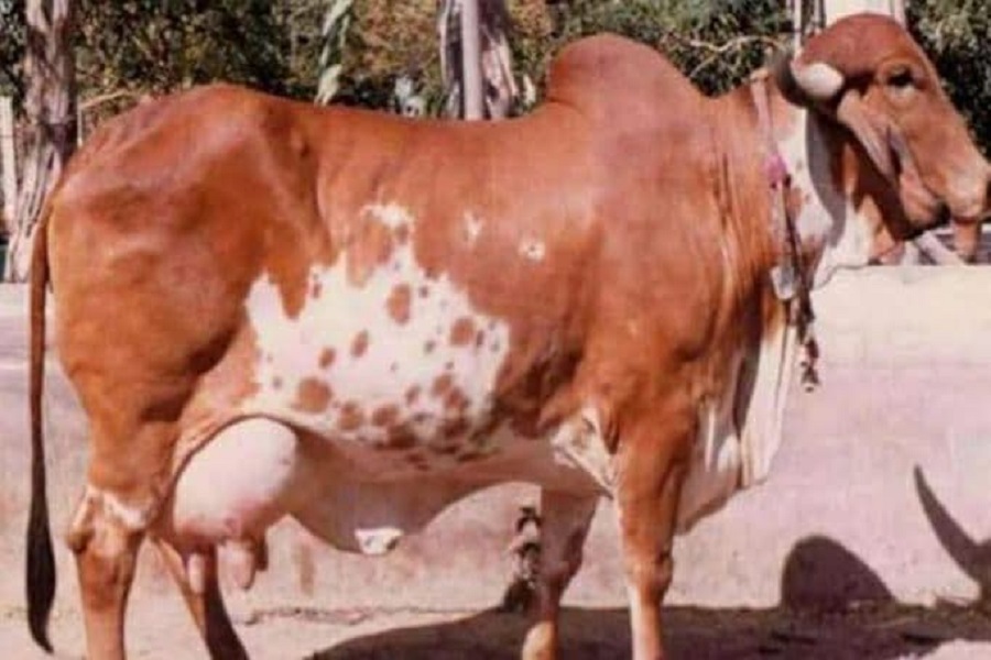 सरकार देती है सब्सिडी, पशु किसान क्रेडिट कार्ड से खरीद सकते हैं गाय