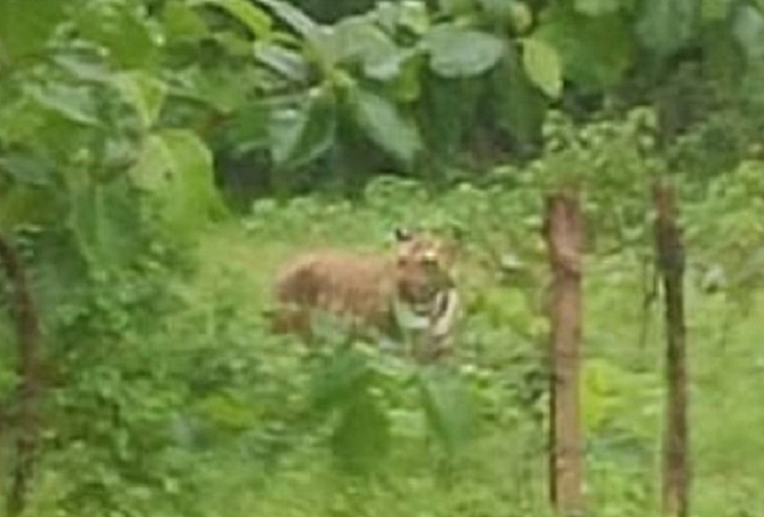 अलग-अलग स्थानों पर बाघ की चहलकदमी से ग्रामीणों में दहशत