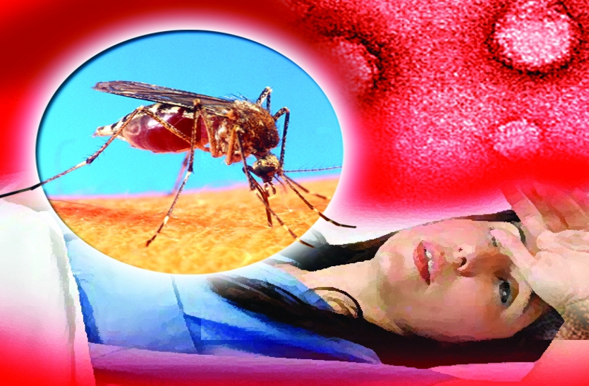 14 दिन से रोज 100 घरों में मिला डेंगू लार्वा