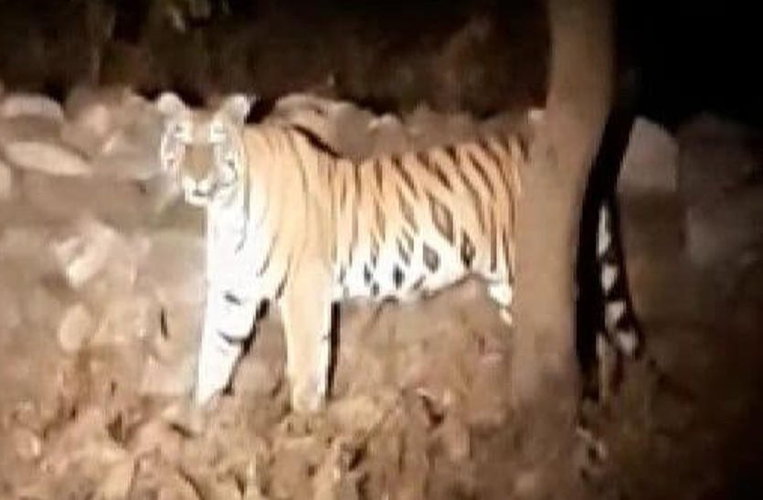 Tiger In Katni Bandhavgarh National Park