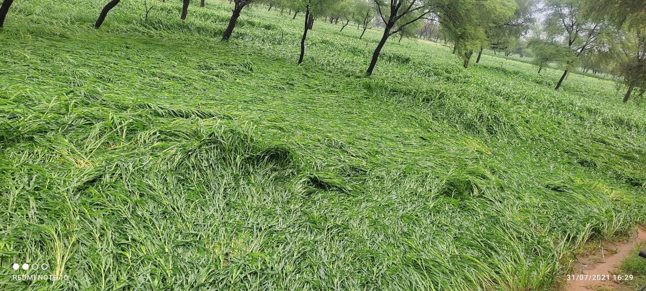 तेज बारिश से खेतों में आडी पसरी बाजरे की फसल, किसानों की बढ़ी चिंता