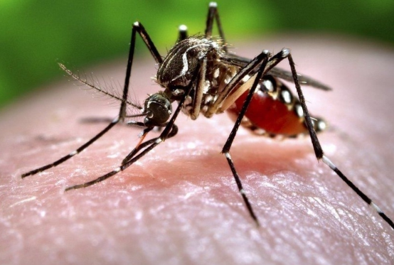 zika virus Maharashtra 