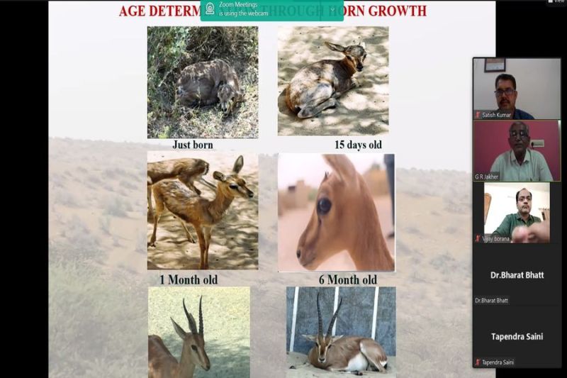 चिंकारा की सुरक्षा, संरक्षण एवं संवद्र्धन के लिए ट्रेनिंग, वर्कशाप का आगाज