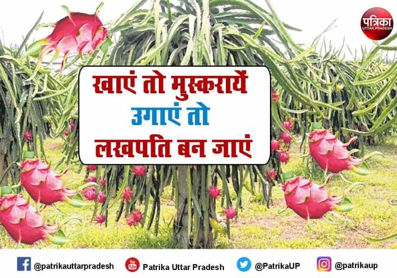 Dragon Fruit Benifits Nutrition and Farmers Income