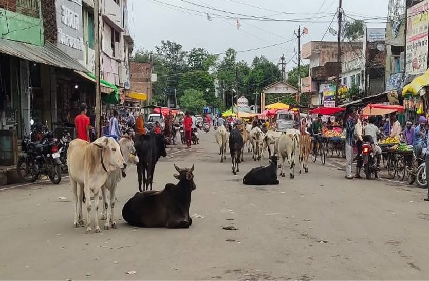 Stray cattle causing damage to crops, villagers leaving the city, drivers, shopkeepers upset