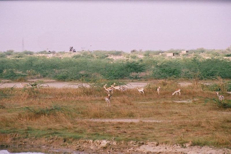 कांकाणी क्षेत्र में तेजी से घट रही ब्लैकबक की संख्या