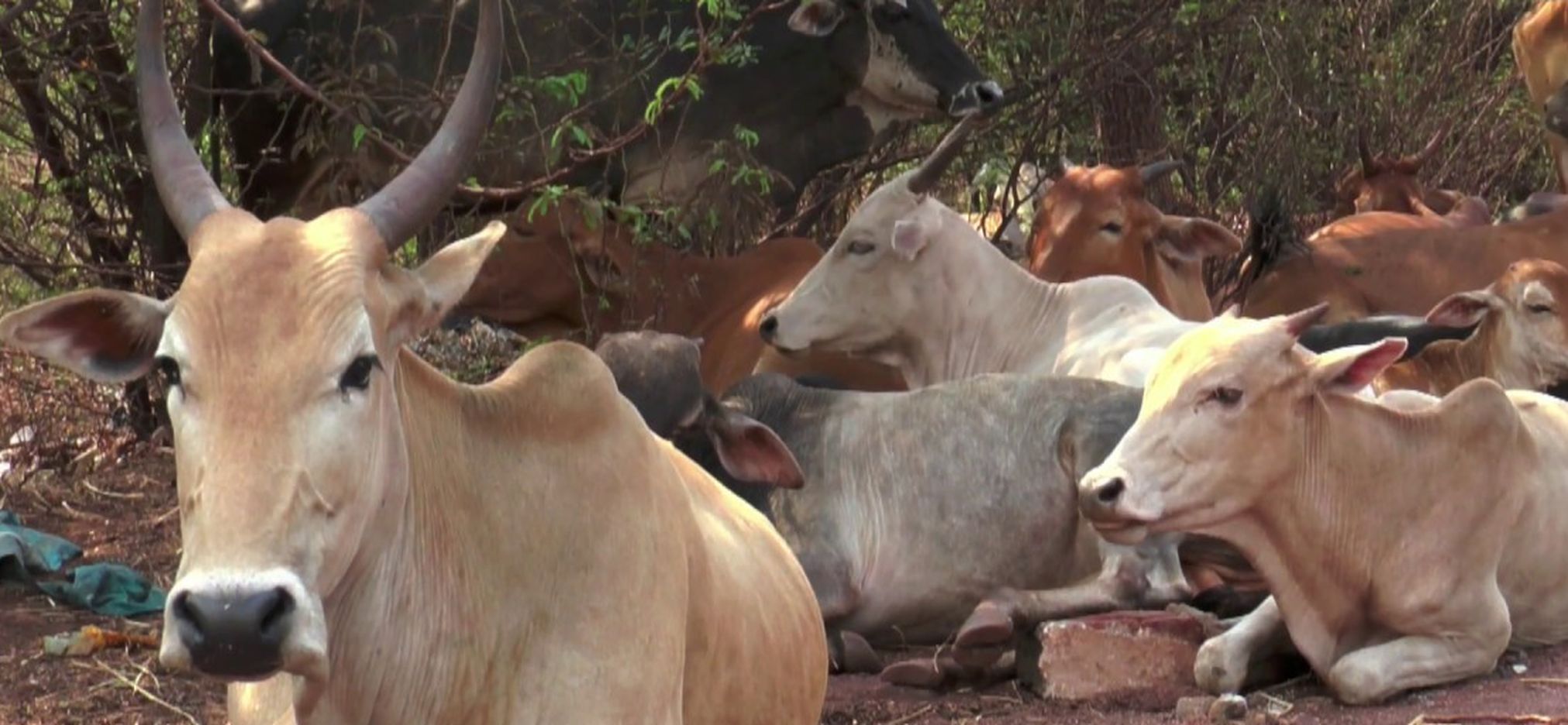 Now the city of Nagaur may get rid of the wandering cows