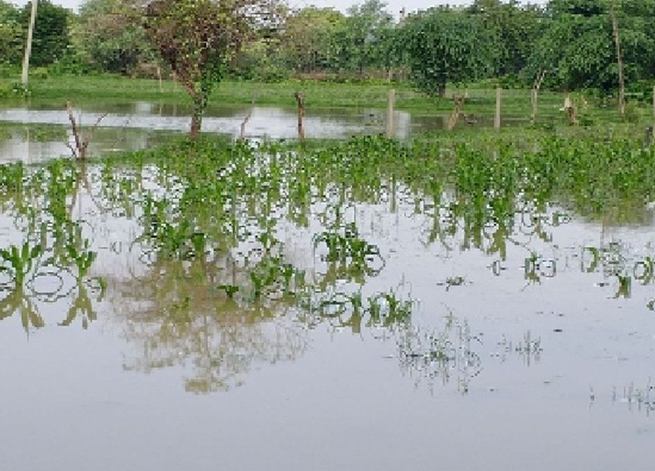 फसलों में खराबा होने से अन्नदाता को भरणपोषण की सताने लगी चिंता