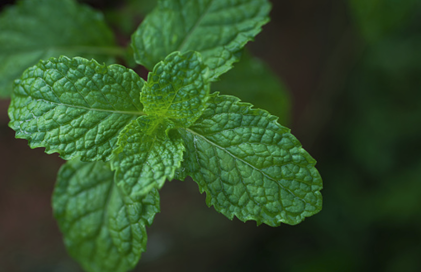 Spearmint Uses and Side Effects in Hindi