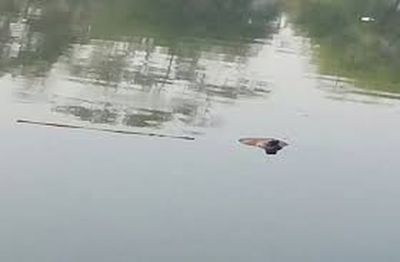 विवाहिता का पुष्कर सरोवर में मिला शव,मौत की वजह का नहीं हुआ खुलासा, ससुराल व पीहर पक्ष दोनों चुप