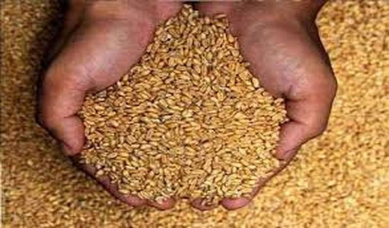 अब सरकारी कर्मचारियों को गेहूं देने पर सस्पेंड होगा राशन डीलर्स 