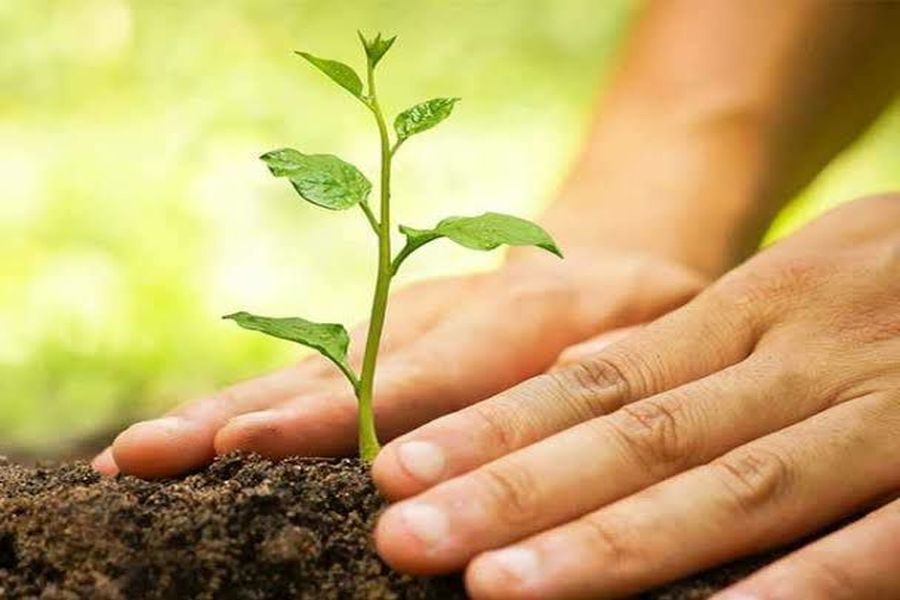 ऩवग्रहों की अनुकूलता के लिए आज करें पौधरोपण