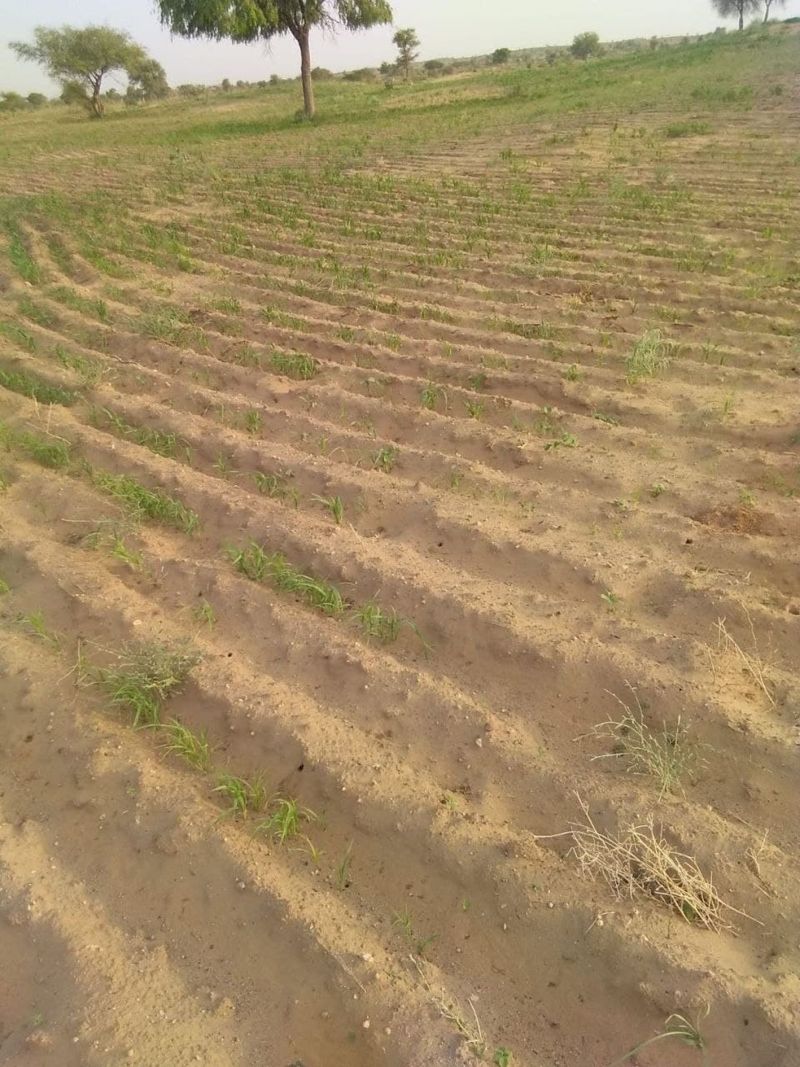 बाड़मेरी बाजरा की उम्मीद आधी, बाकी फसलों की आशा अधरझूल में