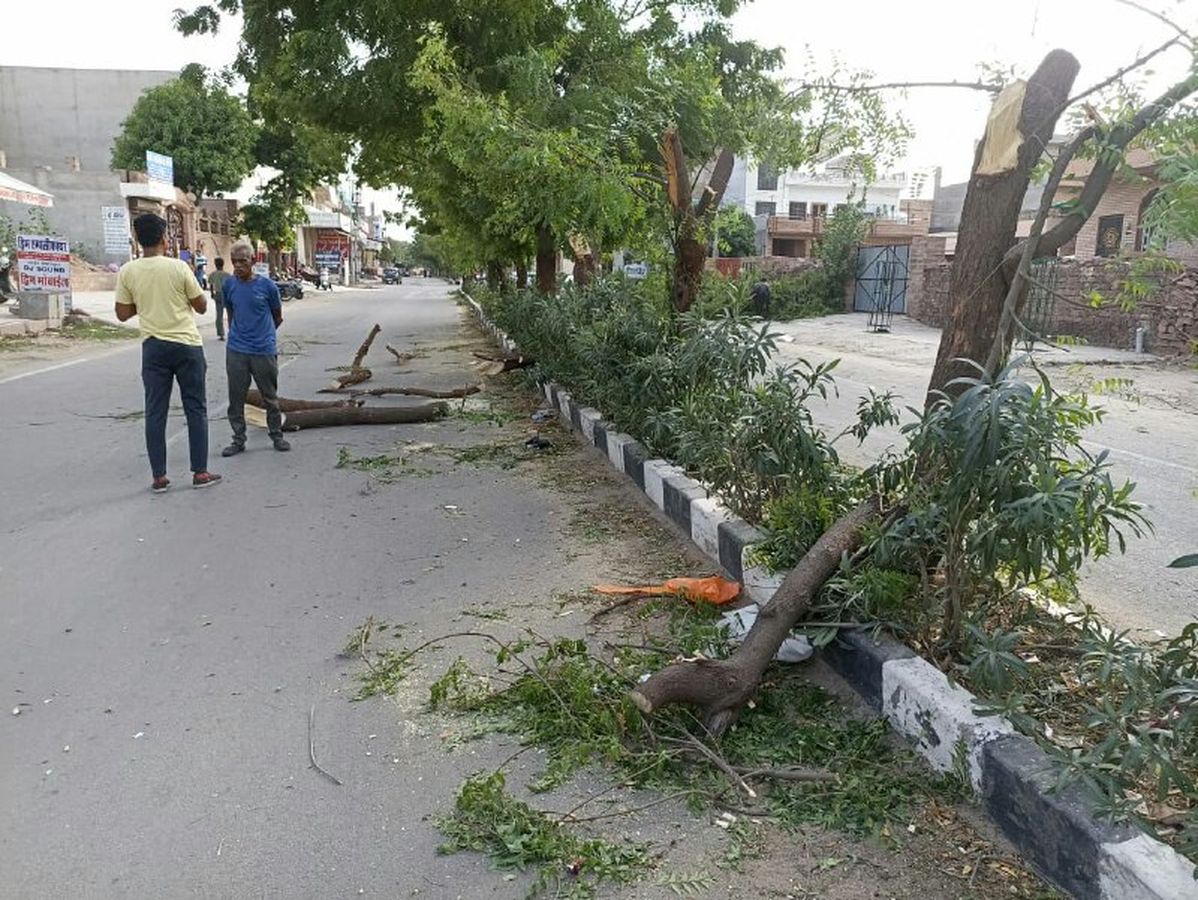 डिवाइडर में लगे नीम के पेड़ काटने पर रोष