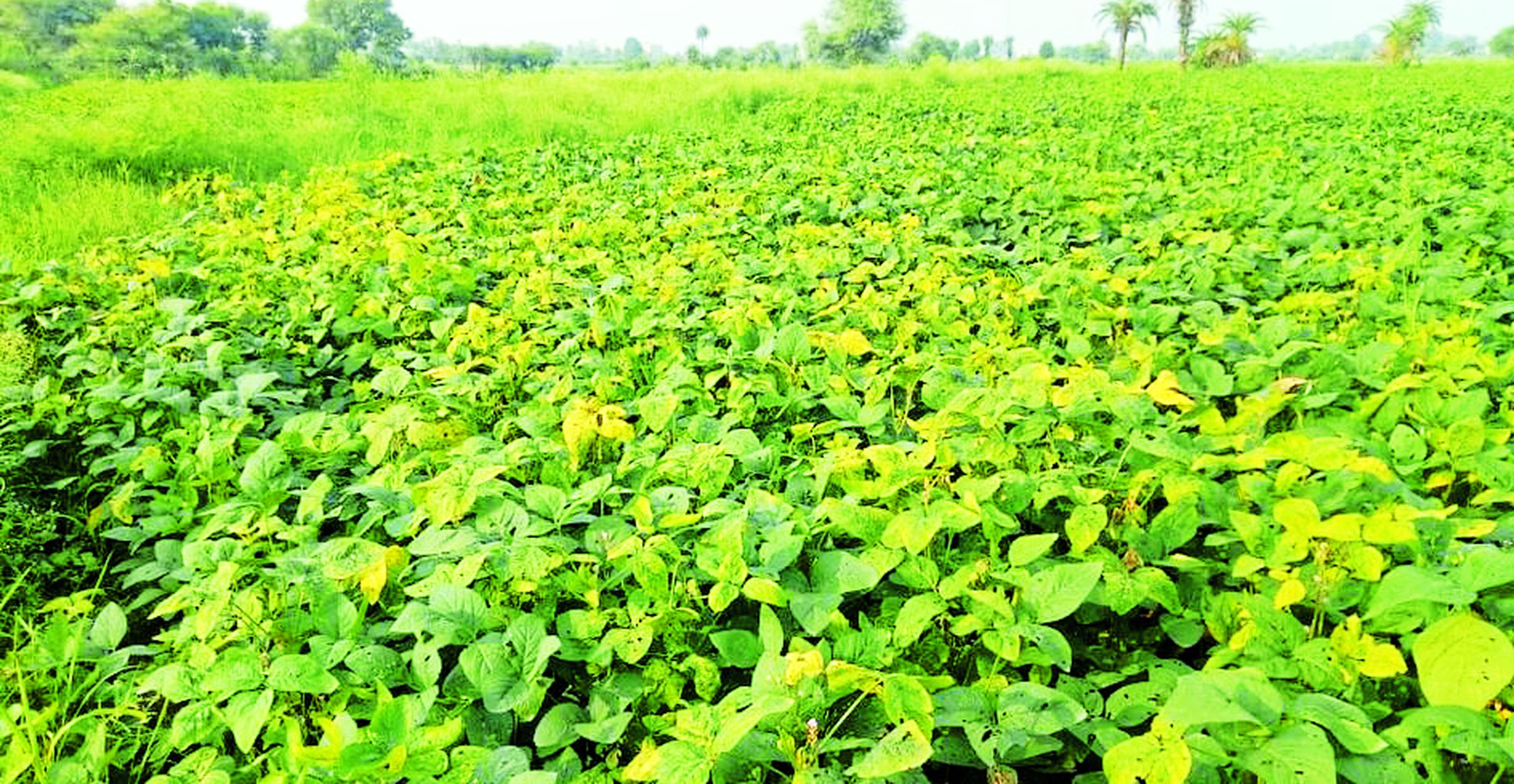 बारिश की बेरुखी से जवान नहीं हो पा रही फसलें