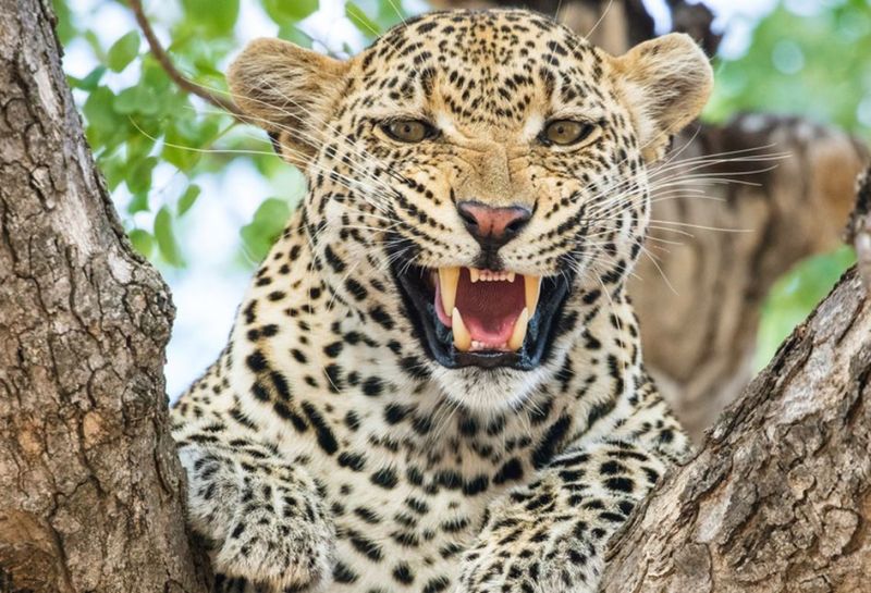 Villagers upset due to Panther terror