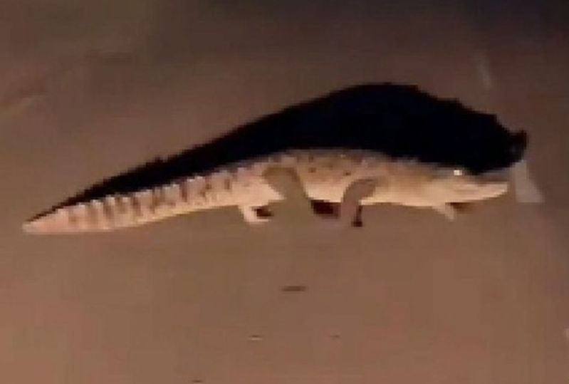 फिर दिखा पांच फीट लम्बा मगरमच्छ, कस्बेवासियों में दहशत