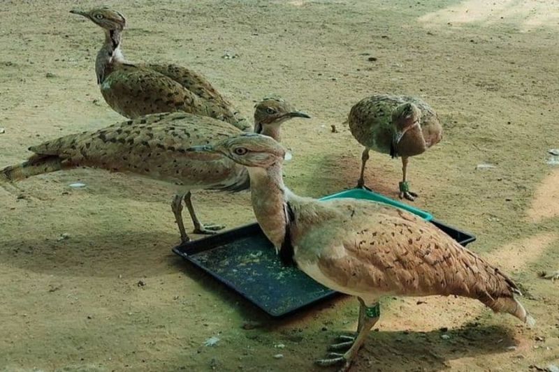 ऱेस्क्यू किए दुर्लभ तिलोर पक्षियों के 'स्वतंत्र उड़ान की पहल